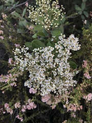 Heteromeles arbutifolia