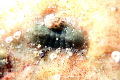 Ischnochiton thomasi