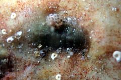 Ischnochiton thomasi