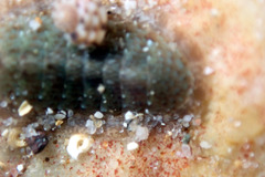 Ischnochiton thomasi