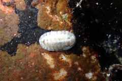 Ischnochiton variegatus