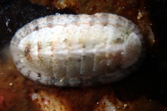 Ischnochiton variegatus