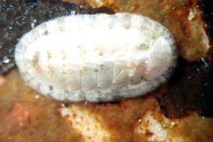 Ischnochiton variegatus