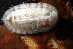 Ischnochiton variegatus