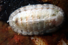 Ischnochiton variegatus