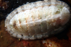Ischnochiton variegatus