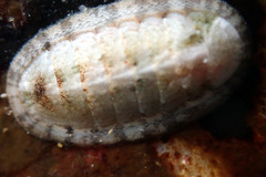 Ischnochiton variegatus