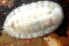 Ischnochiton variegatus