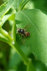 Paragus crenulatus