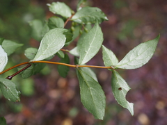 Hydrangea luteovenosa