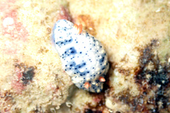 Hypselodoris saintvincentius