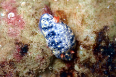 Hypselodoris saintvincentius