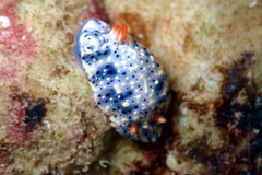 Hypselodoris saintvincentius