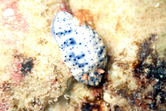 Hypselodoris saintvincentius