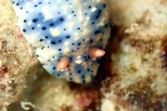 Hypselodoris saintvincentius