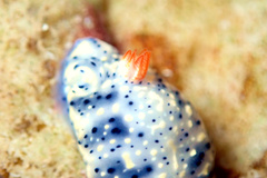 Hypselodoris saintvincentius