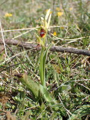 Ophrys insectifera aymoninii