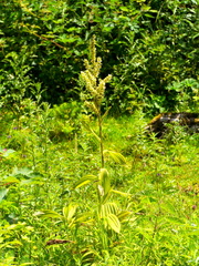 Veratrum album
