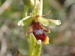 Ophrys insectifera aymoninii