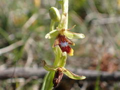 Ophrys insectifera aymoninii