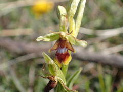 Ophrys insectifera aymoninii