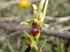 Ophrys insectifera aymoninii