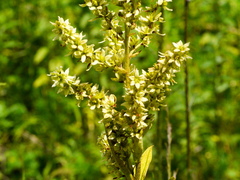Veratrum album