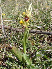 Ophrys insectifera aymoninii