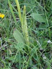 Ophrys insectifera aymoninii