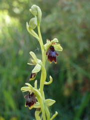 Ophrys insectifera aymoninii
