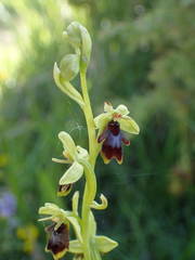 Ophrys insectifera aymoninii