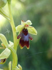 Ophrys insectifera aymoninii