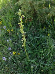 Ophrys insectifera aymoninii