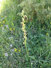 Ophrys insectifera aymoninii