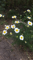 Tripleurospermum inodorum
