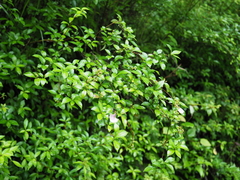 Hydrangea luteovenosa