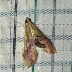 Agathodes ostentalis