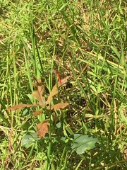 Crocothemis erythraea