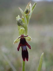 Ophrys insectifera insectifera