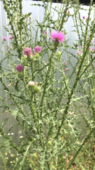 Carduus acanthoides
