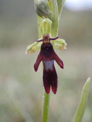 Ophrys insectifera insectifera