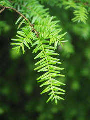 Tsuga sieboldii