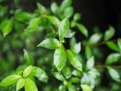 Hydrangea luteovenosa