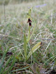 Ophrys insectifera insectifera
