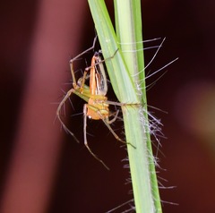 Oxyopes birmanicus