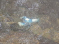 Euastacus sulcatus