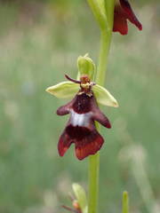 Ophrys insectifera insectifera