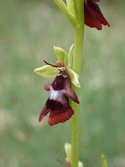 Ophrys insectifera insectifera