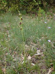 Ophrys insectifera insectifera