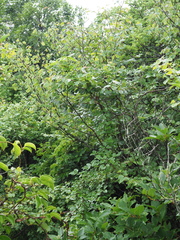 Corylopsis glabrescens